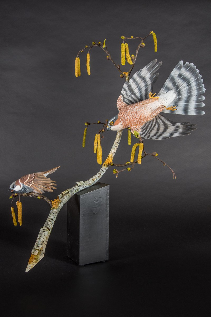 Sparrowhawk ambushing House Sparrow by Alan Pickersgill