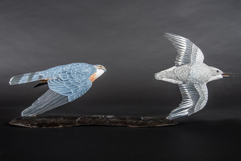 Merlin chasing Winter Dunlin by Alan Pickersgill
