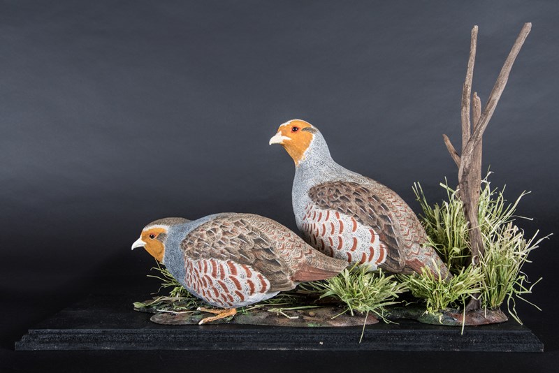 Grey partridges by Richard Rossiter
