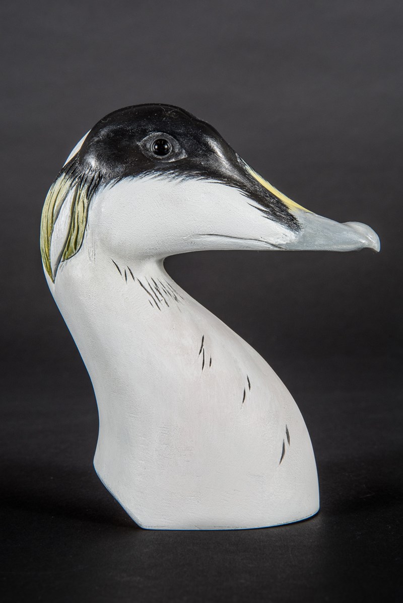 Eider Duck by Derek Black