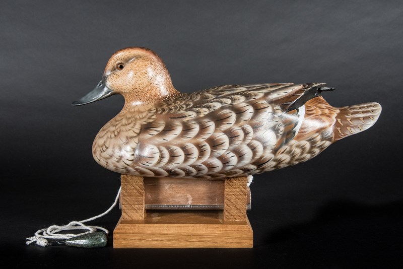 Pintail by Terry Getley