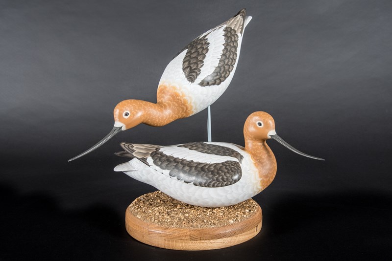 Pair of American Avocets by Paul Dalby