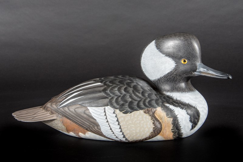 Hooded Merganser by Paul Dalby