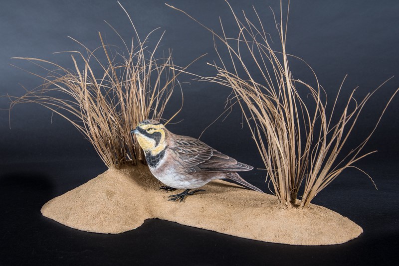 Shore lark in winter plumage by Steve Toher