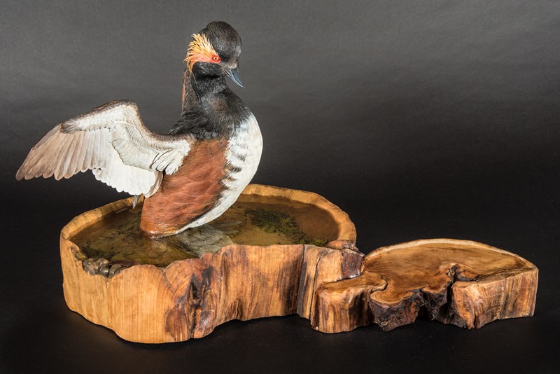 Black necked Grebe in water breeding plumage by Maggie Port