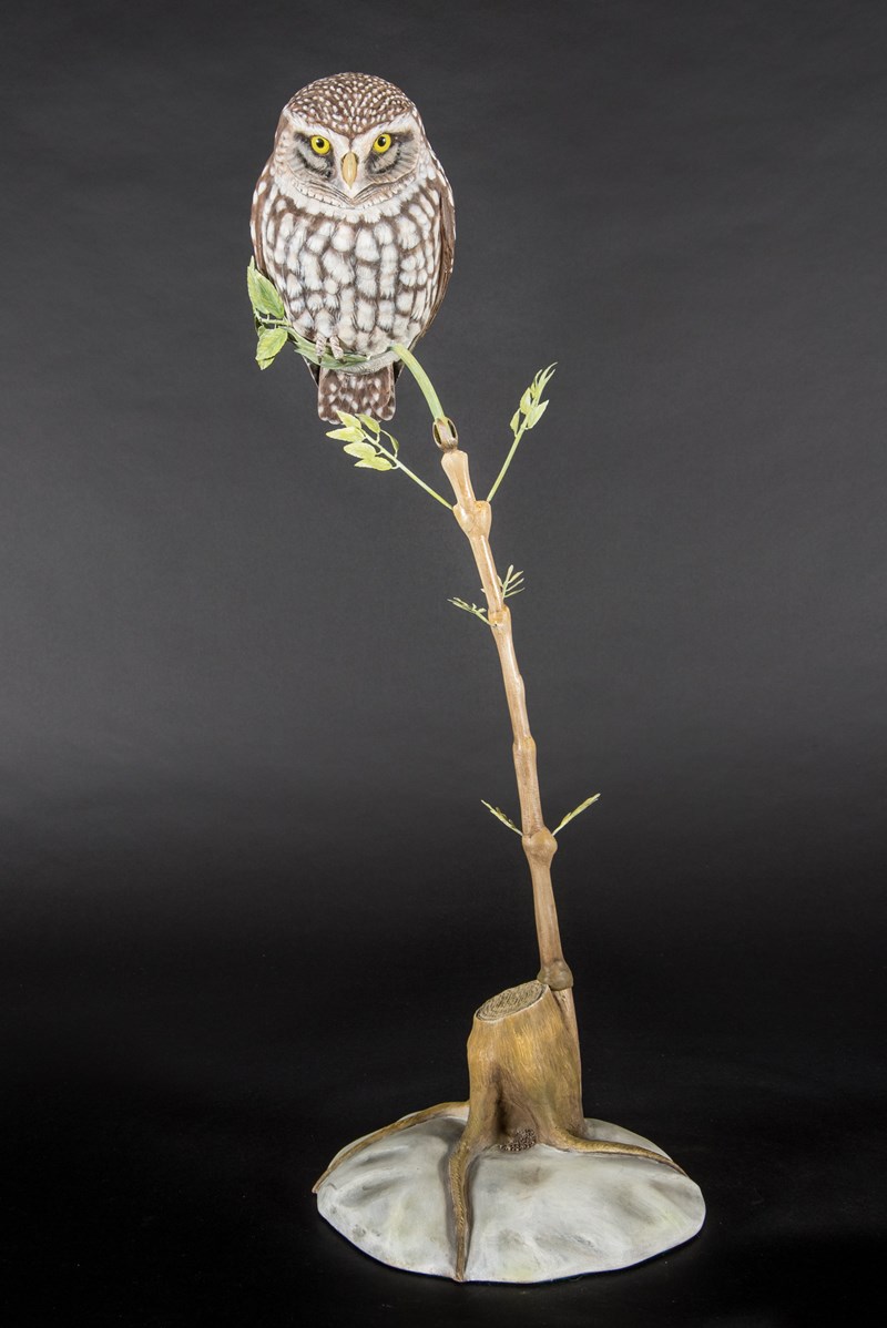 Little Owl by David Clews