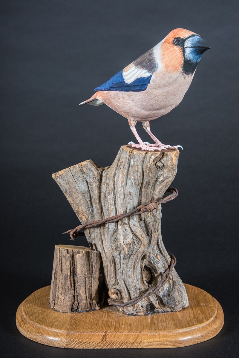 Hawfinch_Bronze