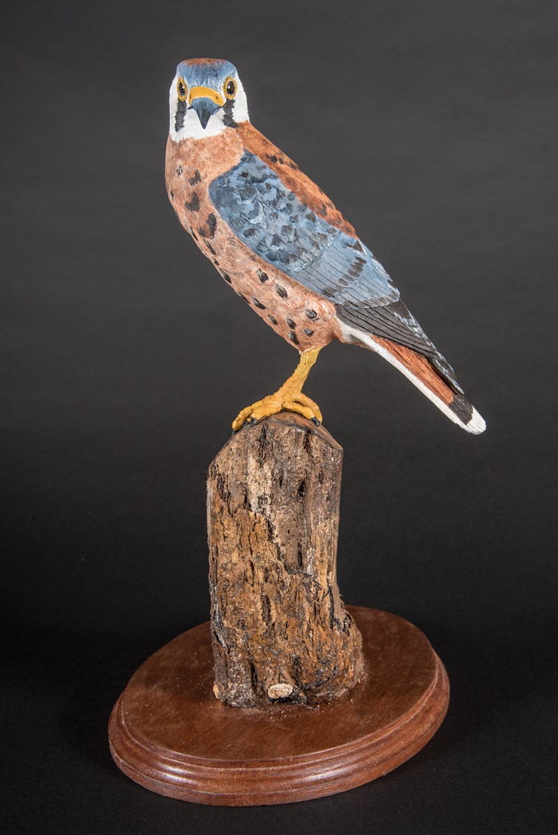 American Kestrel