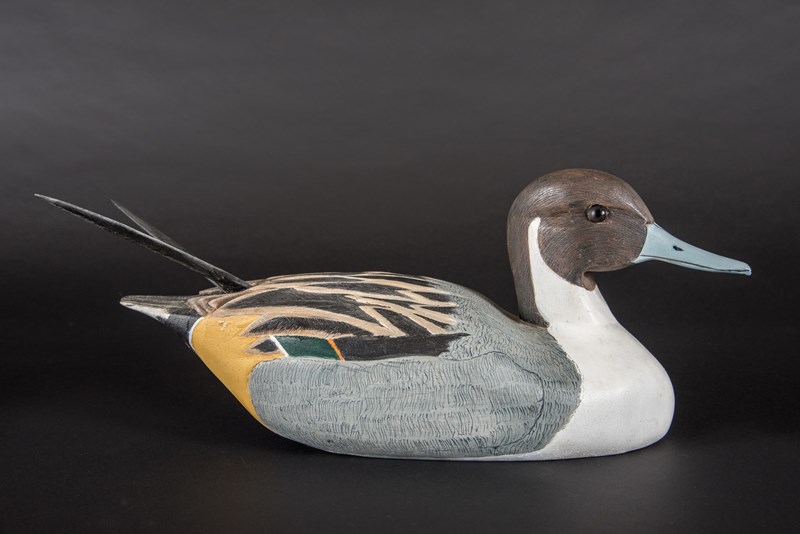Pintail