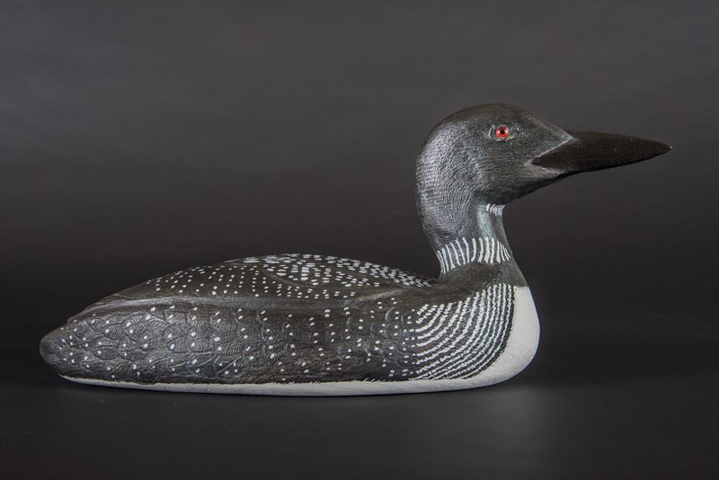 Great Northern Diver