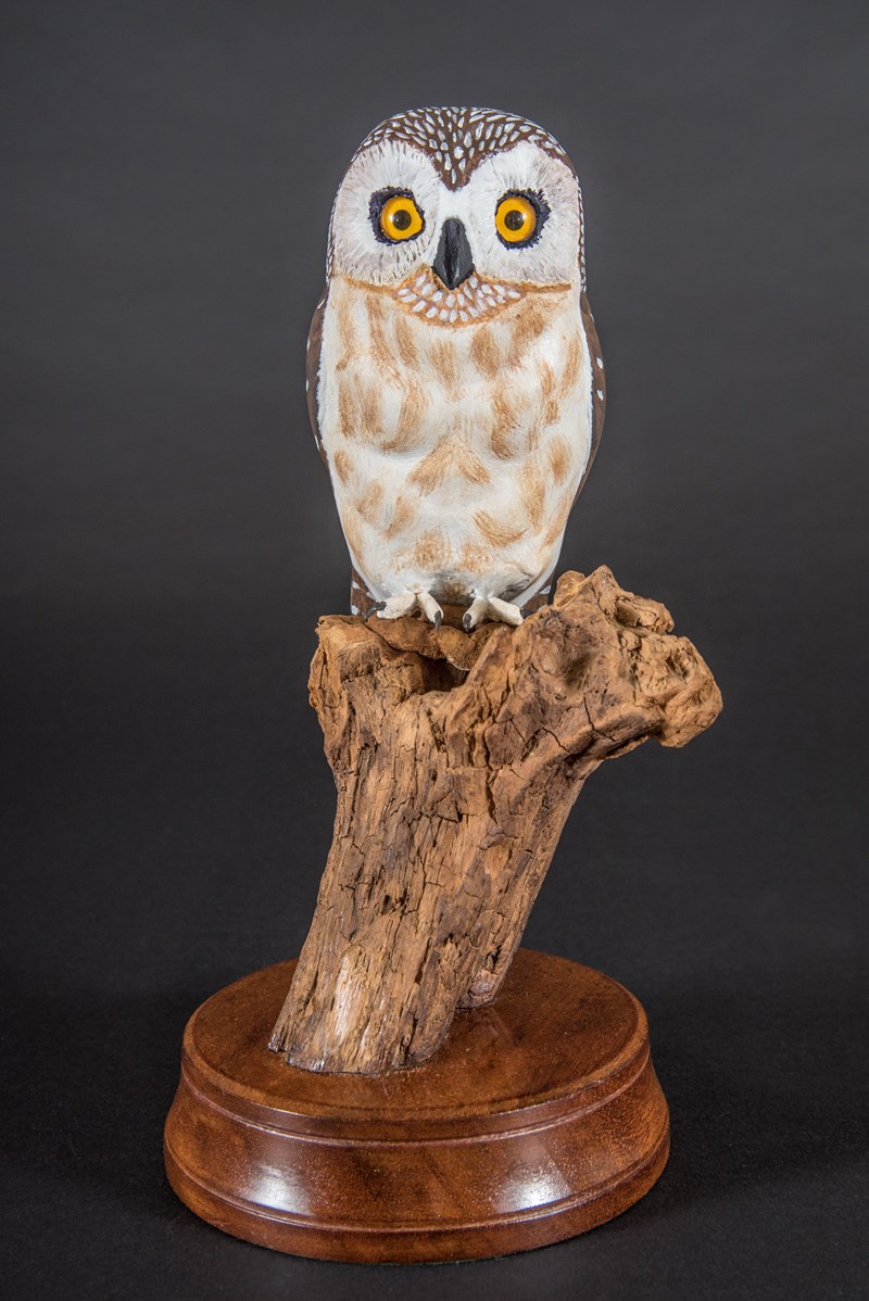 Northern Saw Whet Owl