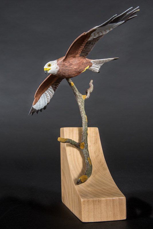 Red Kite in flight