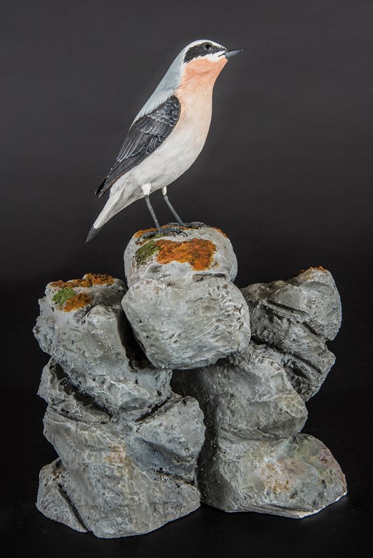 Northern Wheatear