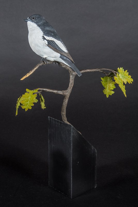 Pied Flycatcher