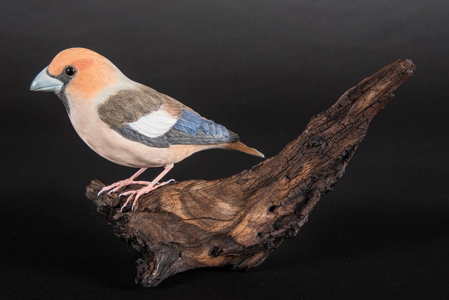 Hawfinch