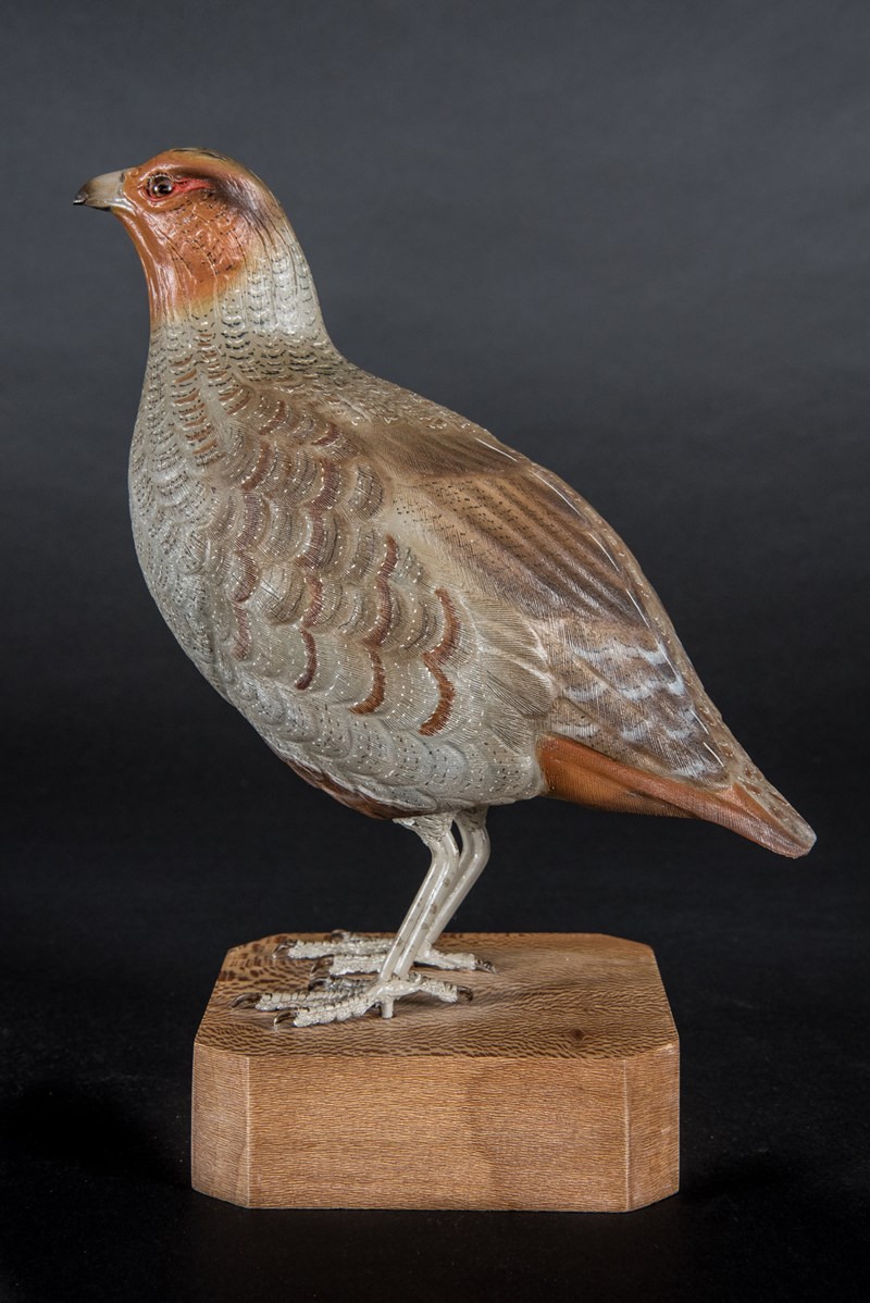 Grey Partridge