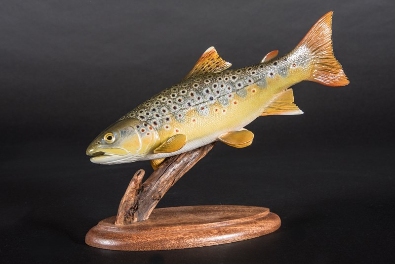 Brown Trout