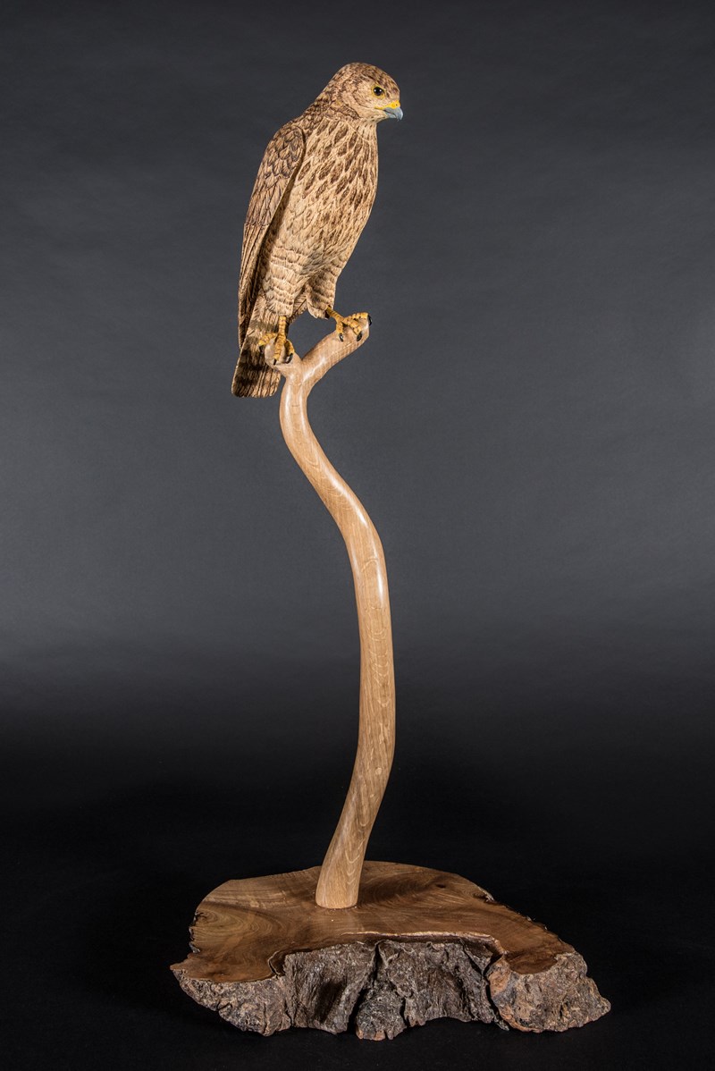 Buzzard 60% lifesize