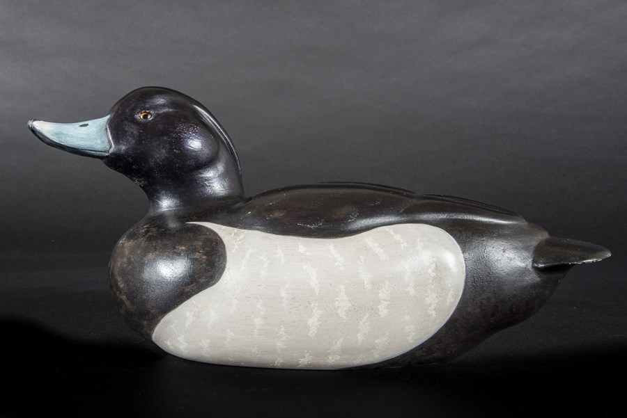 Tufted Duck