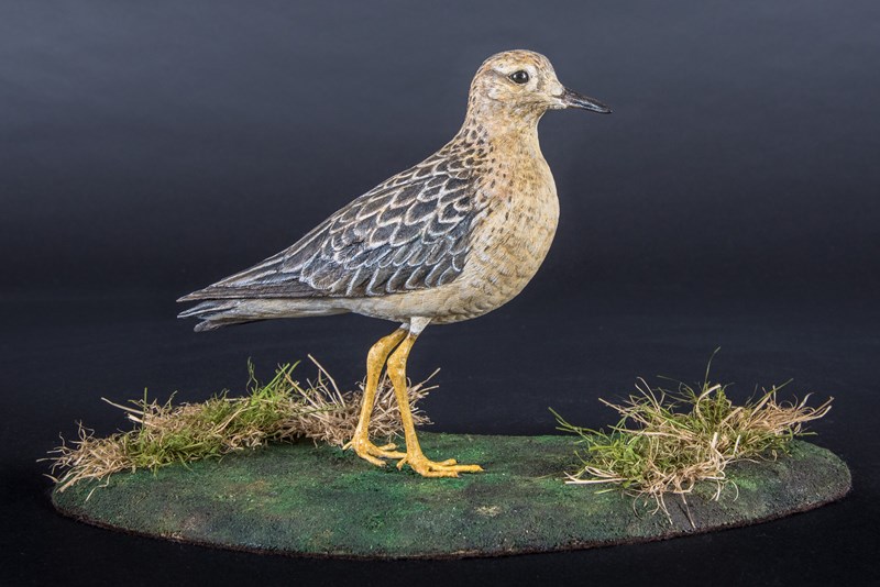 Buff breasted Sandpiper