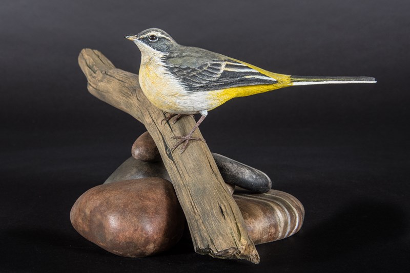 Grey Wagtail juvenile
