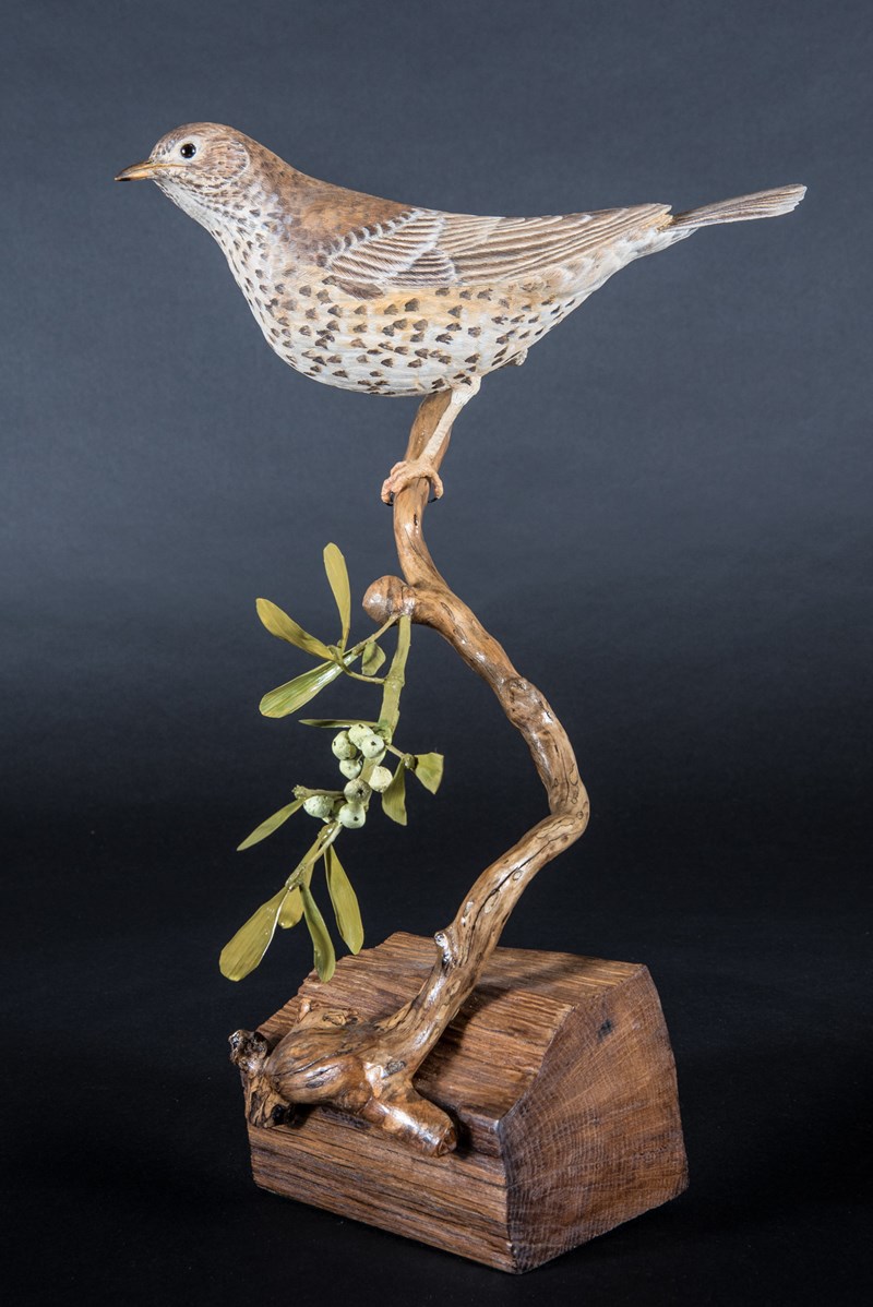 Mistle Thrush on twig