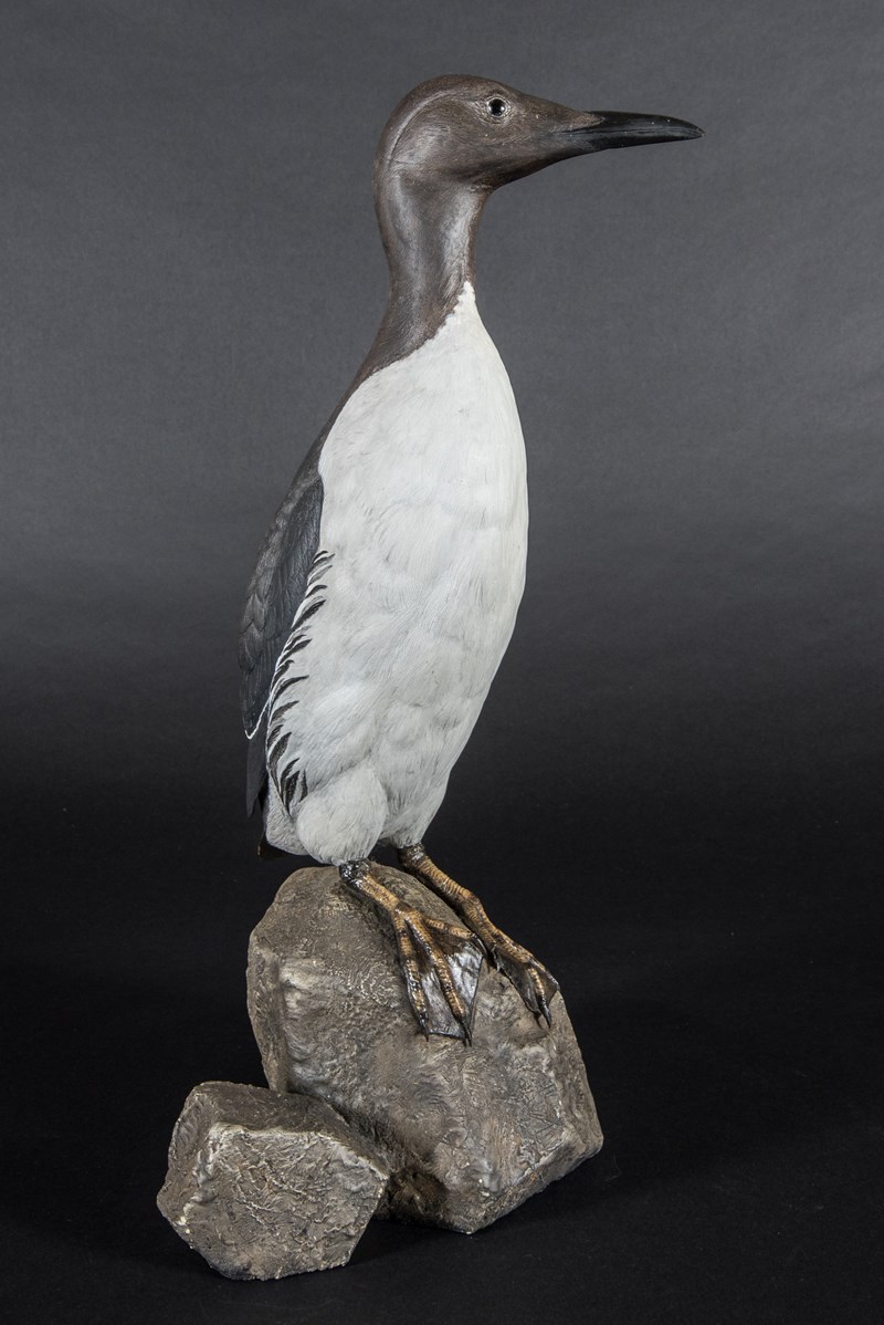 Guillemot in breeding plumage