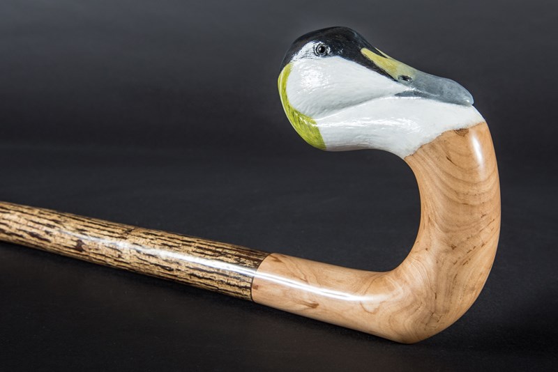 Eider Duck