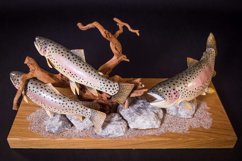 Three Rainbow Trout, male, chasing females by Tom Fitzpatrick