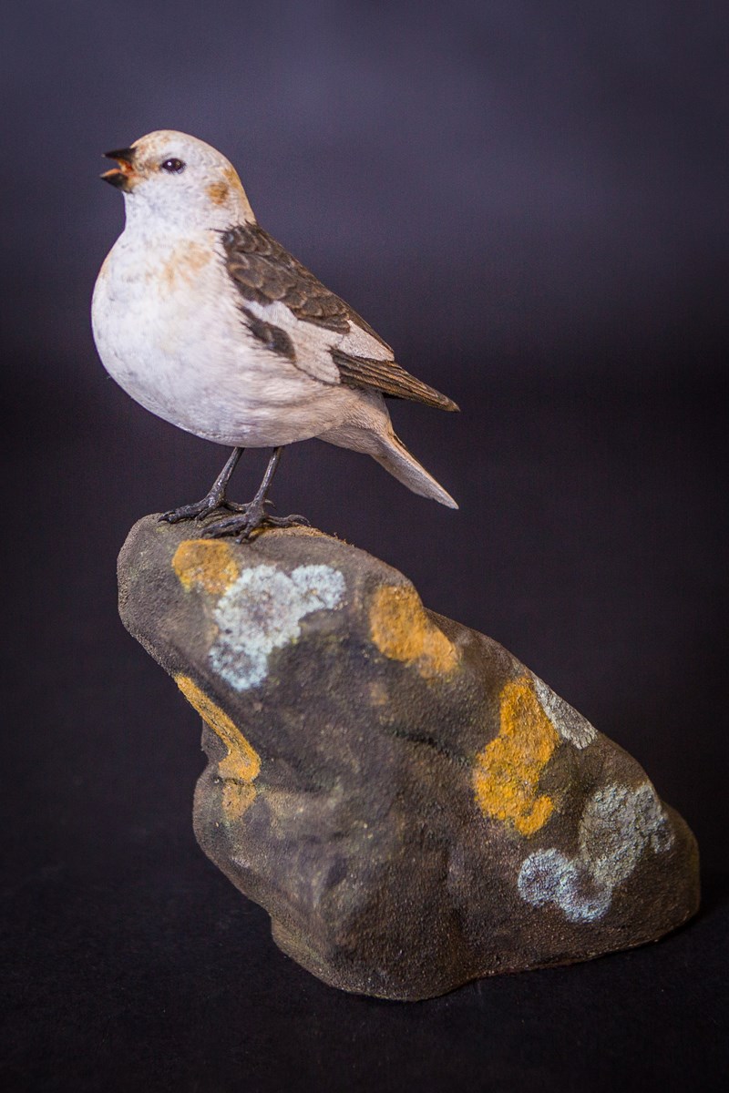 Snow Bunting adult