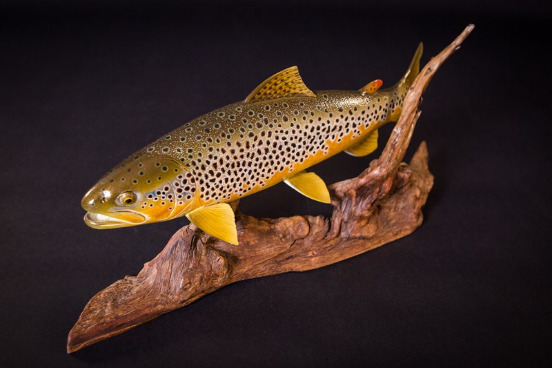 Brown Trout on driftwood