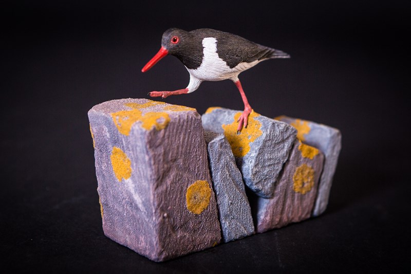 Oyster Catcher on drystone wall