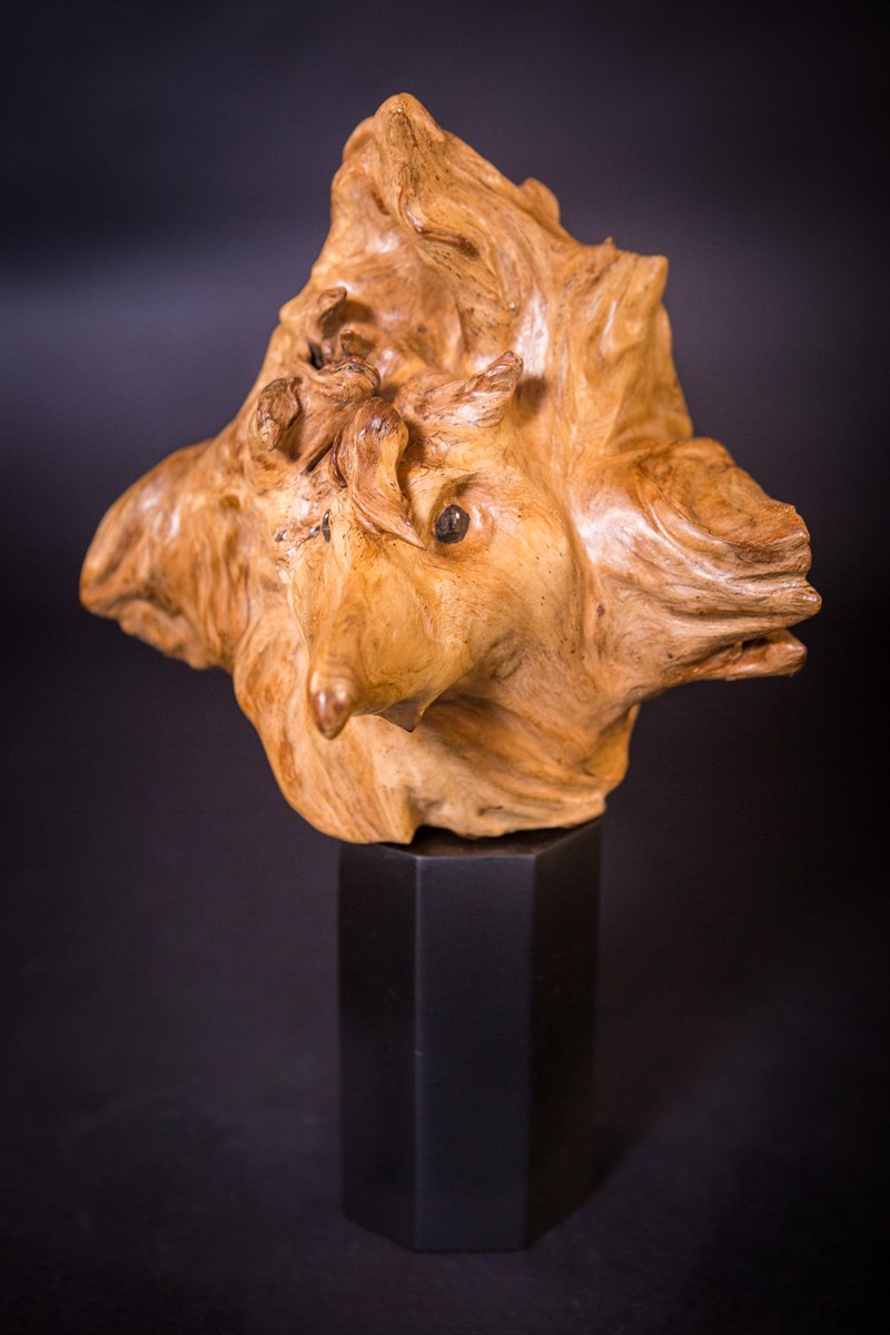 Harpy Eagle head in found wood