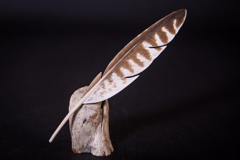 Curlew primary feather
