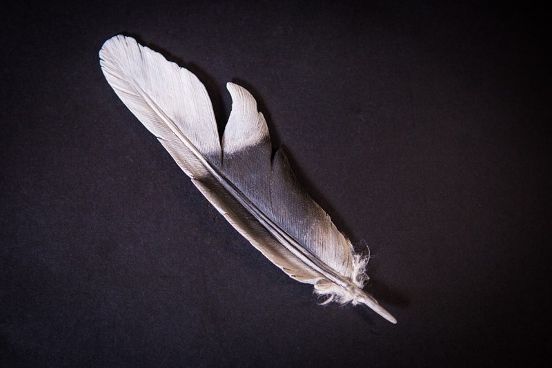 Collared Dove tail feather