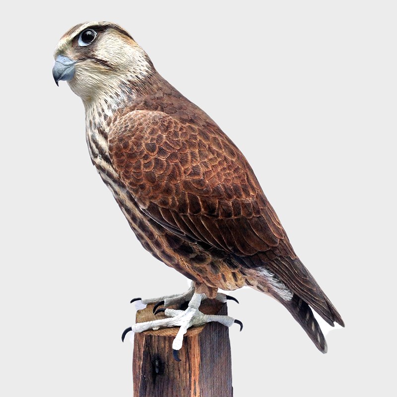 Lanner Falcon by Maggie Port, First Advanced Bird of Prey