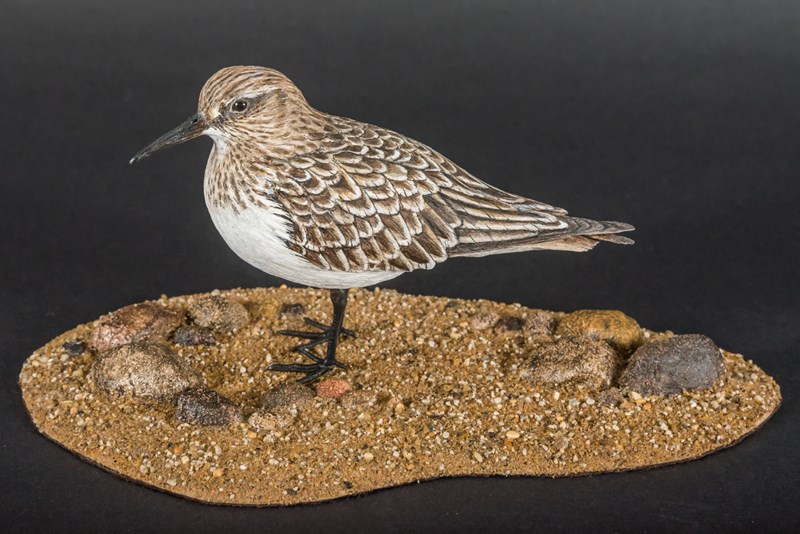 Bairds Sandpiper juvenile by Steve Toher