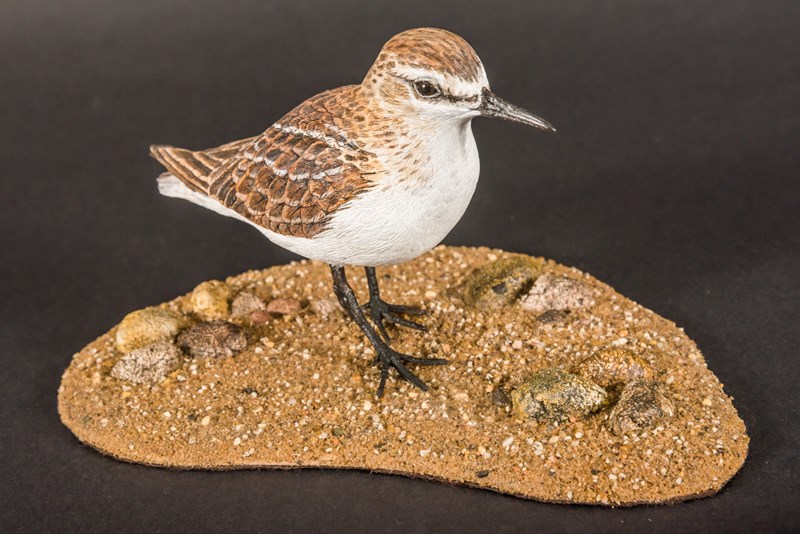 Little Stint juvenile by Steve Toher