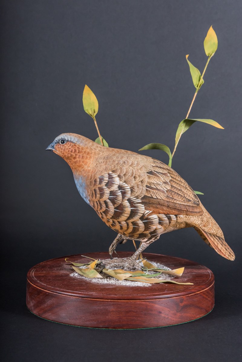 Chinese Bamboo Partridge by Tom Fitzpatrick
