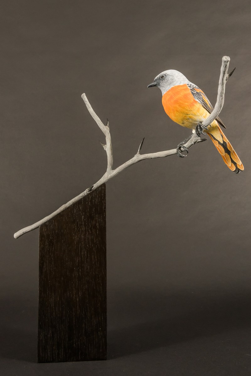 Small Minivet by David Askew