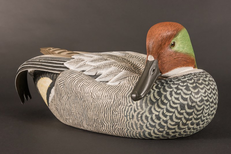 Falcated Teal by Paul Dalby