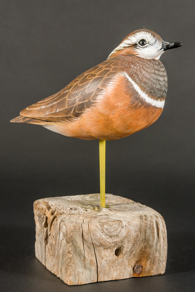 Dotterel by Tom Fitzpatrick