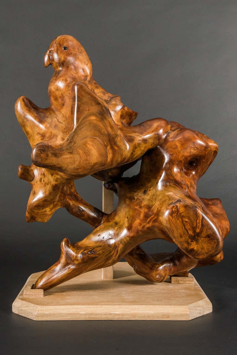 Kakapo emerging from a tree root not to size by Paul Dalby