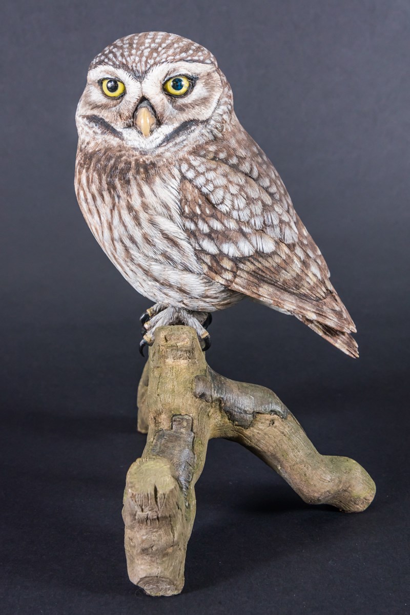 Little Owl by Steve Toher