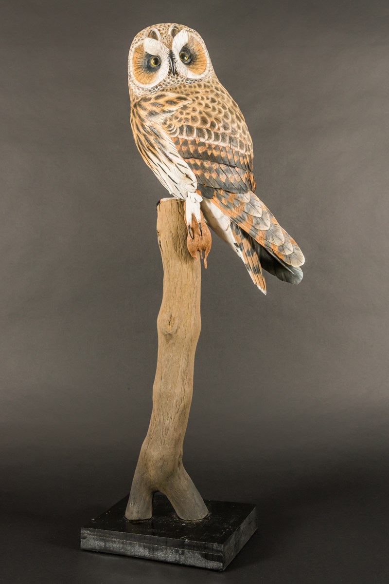 Short eared owl by Alan Pickersgill