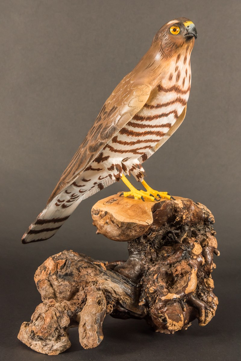 Sparrowhawk by Derek Black