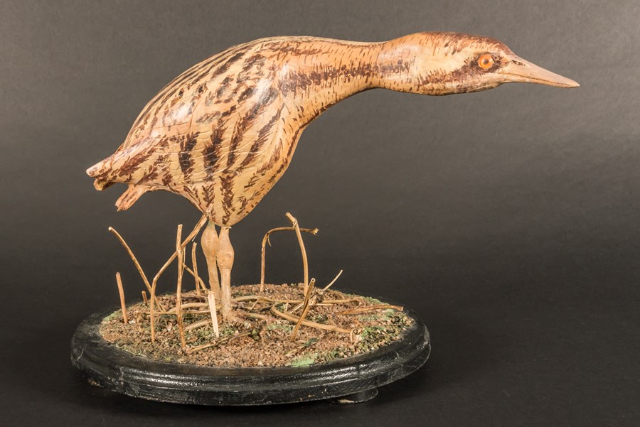 Bittern one third life size by George Dye