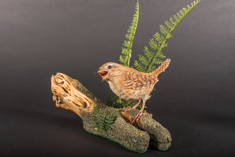 Wren standing on stump by Stephen Rose