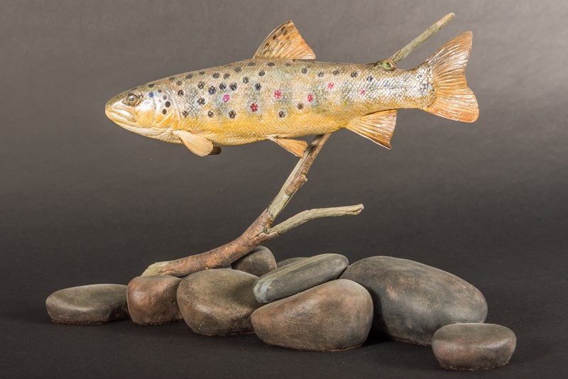 Brown Trout by Steve Toher