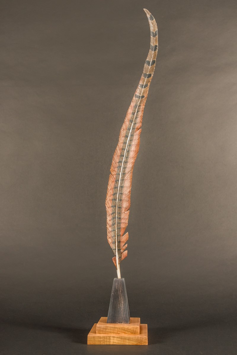 Pheasant tail feather by John White